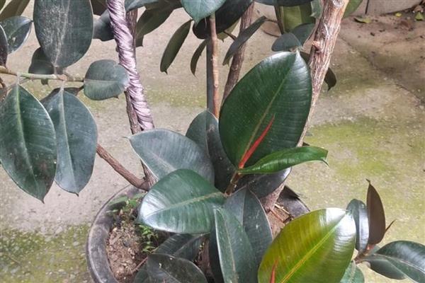 橡皮树掉叶子的原因，浇水过多、土壤板结等因素都会造成
