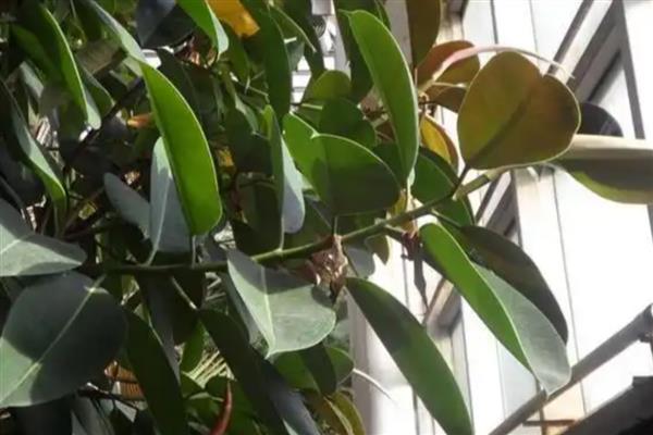 橡皮树掉叶子的原因，浇水过多、土壤板结等因素都会造成