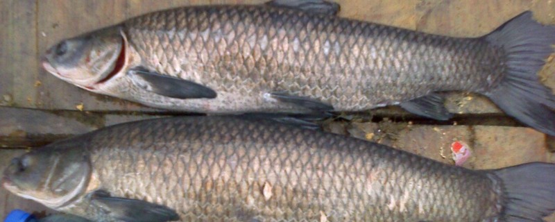 青鱼的食物，主要以贝类为食