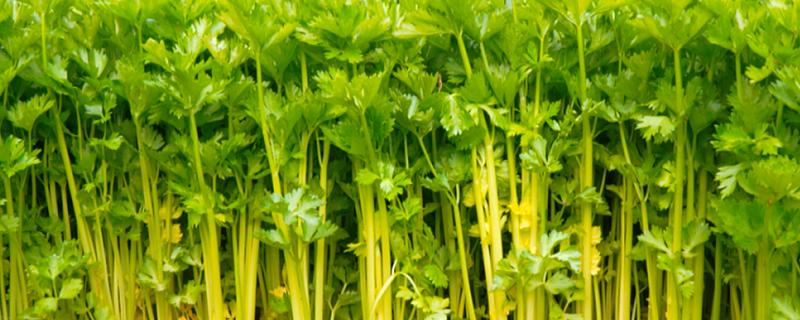 芹菜的生长过程，分为发芽期、幼苗期等4个时期