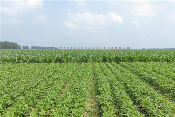 大豆什么时候播种，一般为4-5月份