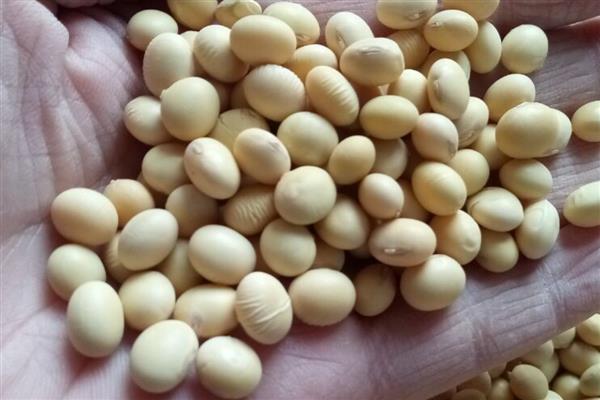大豆什么时候播种，一般为4-5月份