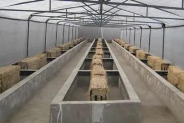 养殖蝎子的前景，前景可观还有政策扶持