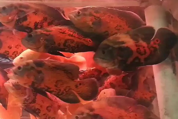 地图鱼多长时间喂一次，早中晚各喂一次