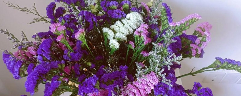 勿忘我能否在客厅摆放，适合观赏可以养在客厅中