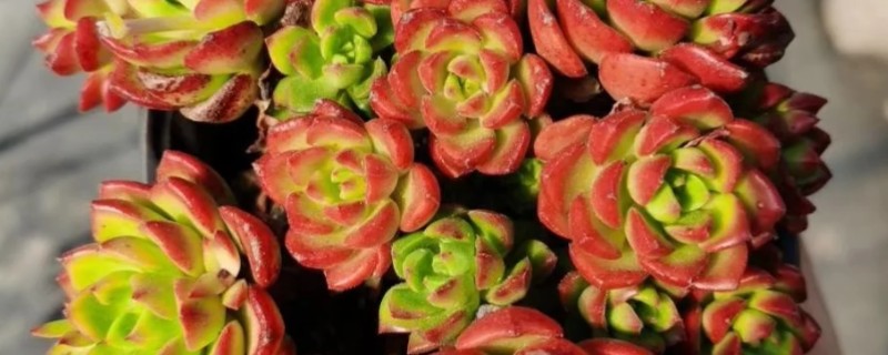 蒂亚多肉如何养殖，春秋季节将其移到室外养护