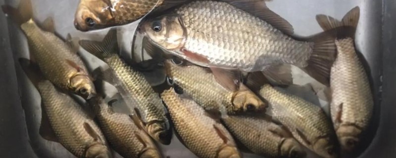 鲫鱼的寿命，一般能活10年左右