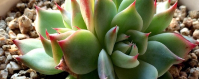 吉娃莲的繁殖方法,可播种也可以扦插繁殖