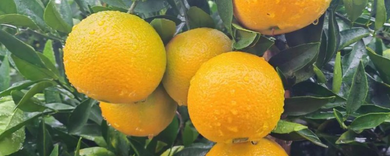 脐橙生长阶段的施肥技术,不同生长期的施肥方法不同