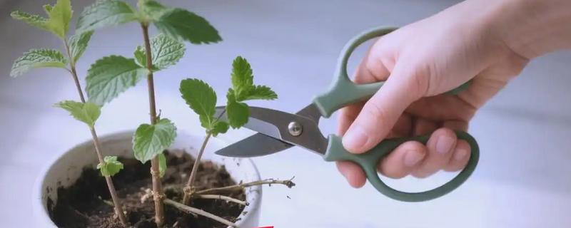 薄荷长得太高怎么处理，要为其进行摘心