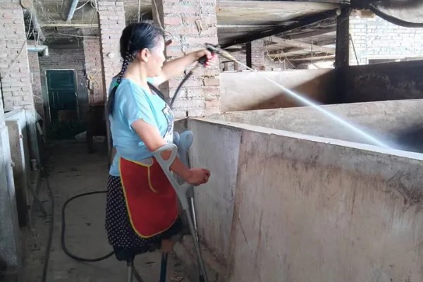 哪些球虫对猪有很强的致病性,等孢球虫常寄生在肠道上皮细胞中
