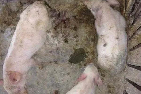 哪些球虫对猪有很强的致病性,等孢球虫常寄生在肠道上皮细胞中