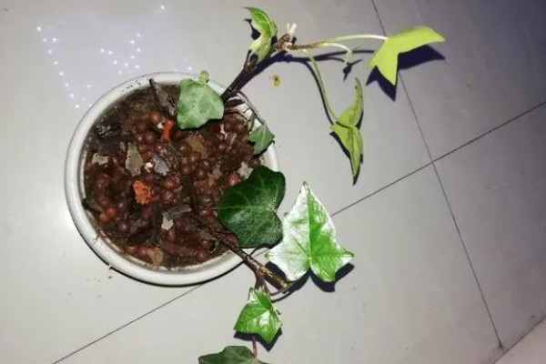 常春藤如何扦插,在顶端掐取约30厘米长的枝条作插穗