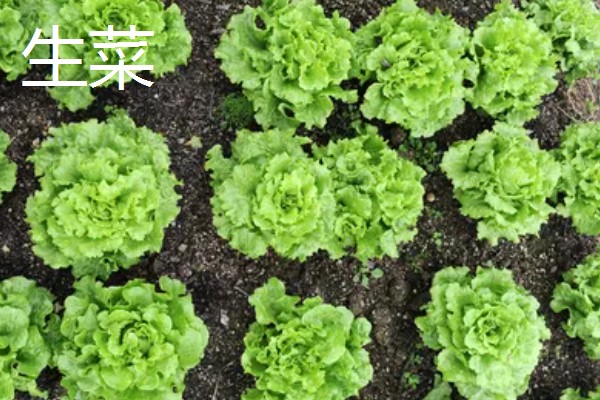 11月份适合种植什么蔬菜,适合种植生菜、菠菜等