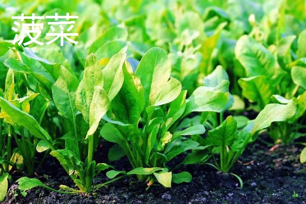 11月份适合种植什么蔬菜,适合种植生菜、菠菜等