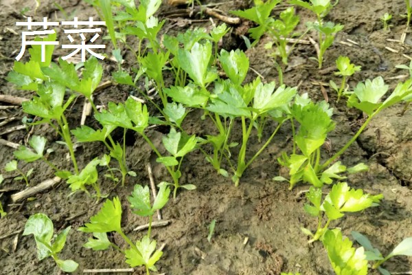 11月份适合种植什么蔬菜,适合种植生菜、菠菜等