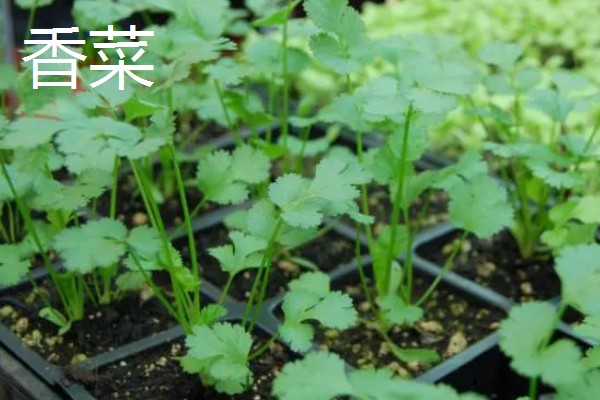 11月份适合种植什么蔬菜,适合种植生菜、菠菜等