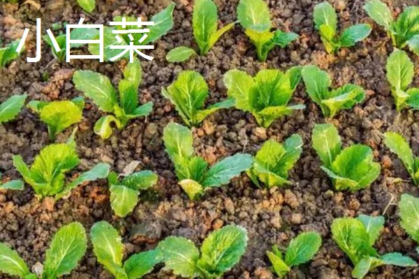 11月份适合种植什么蔬菜,适合种植生菜、菠菜等