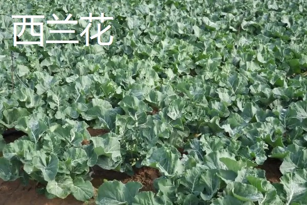11月份适合种植什么蔬菜,适合种植生菜、菠菜等