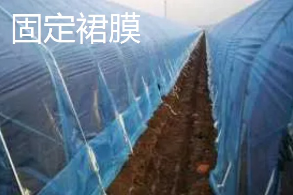 11月份适合种植什么蔬菜,适合种植生菜、菠菜等