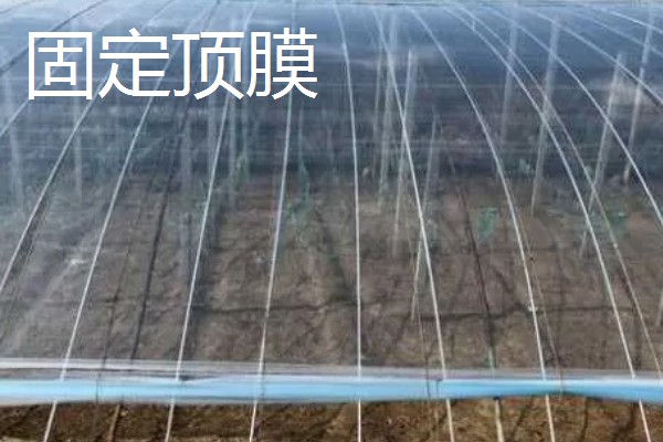 11月份适合种植什么蔬菜,适合种植生菜、菠菜等