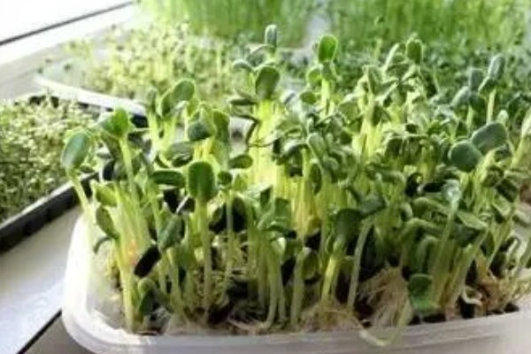 如何水培芽苗菜,首先要挑选健康饱满的种子