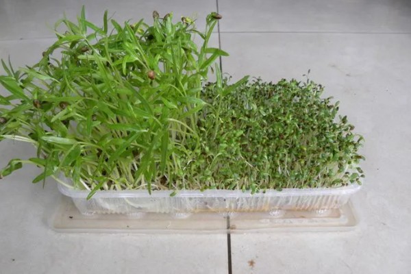 如何水培芽苗菜,首先要挑选健康饱满的种子