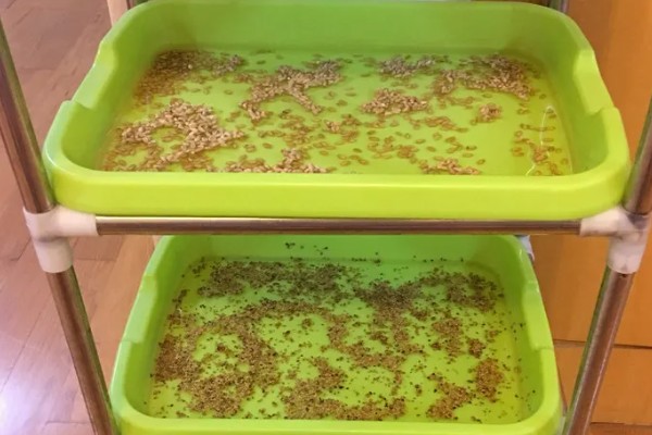 如何水培芽苗菜,首先要挑选健康饱满的种子
