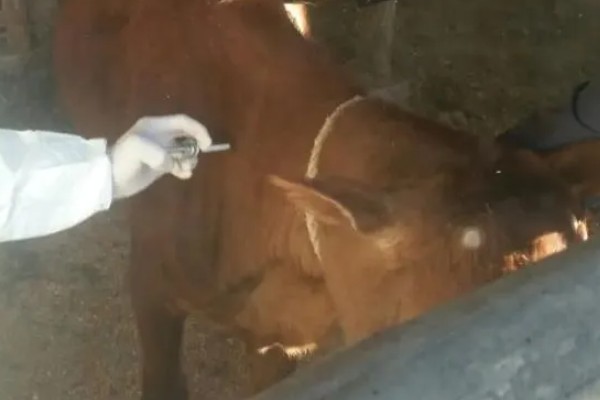 母牛流产征兆,乳头和阴门会流出清亮的液体