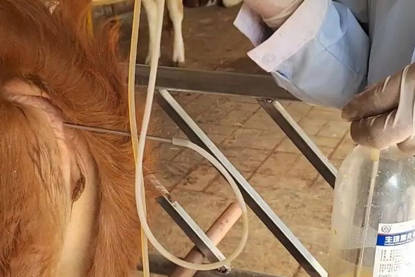 母牛流产征兆,乳头和阴门会流出清亮的液体