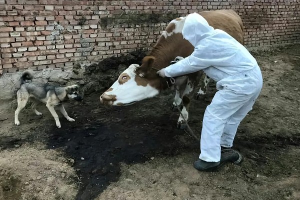 母牛流产征兆,乳头和阴门会流出清亮的液体