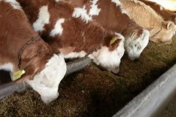 母牛流产征兆,乳头和阴门会流出清亮的液体