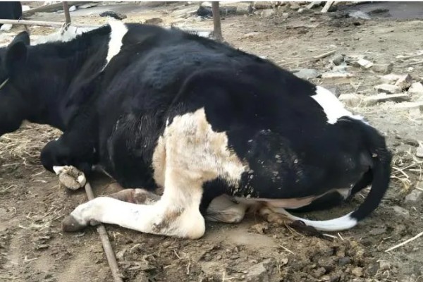 母牛流产征兆,乳头和阴门会流出清亮的液体