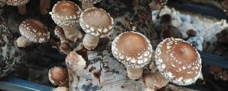 香菇转色期怎么管理，把温度保持在18-22℃