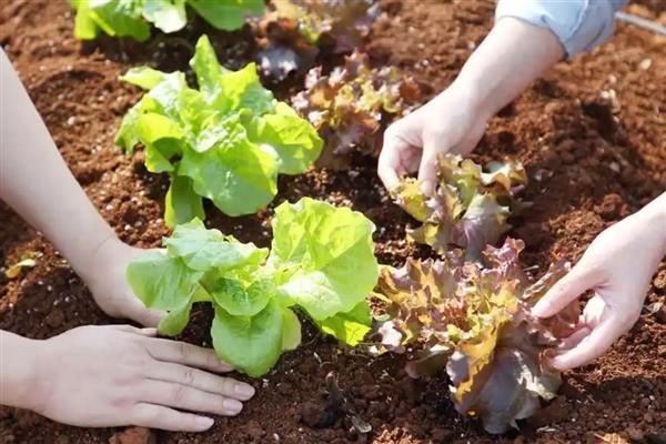 哪些肥料可以让植物快速生根，以氮磷肥为主
