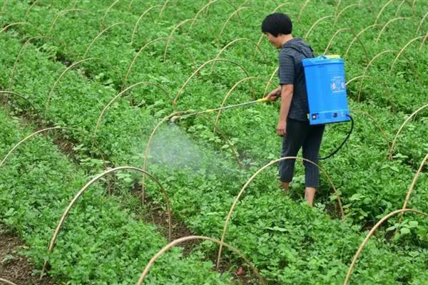 哪些肥料可以让植物快速生根，以氮磷肥为主