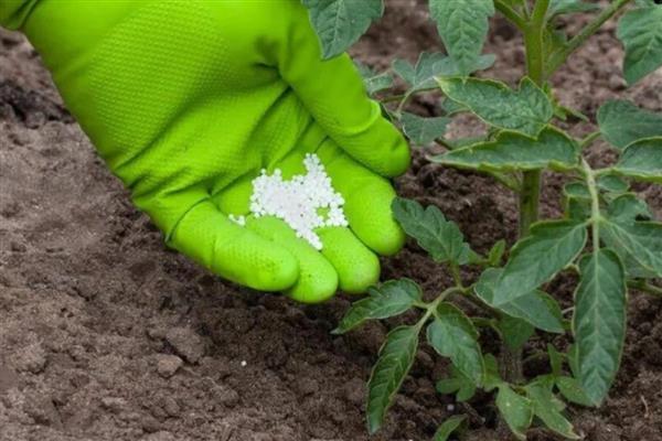 哪些肥料可以让植物快速生根，以氮磷肥为主