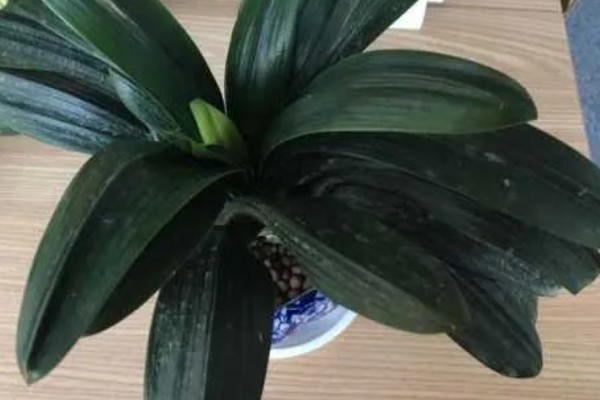 君子兰出现黄叶怎么办,受冻时放在10℃以上的室内养护