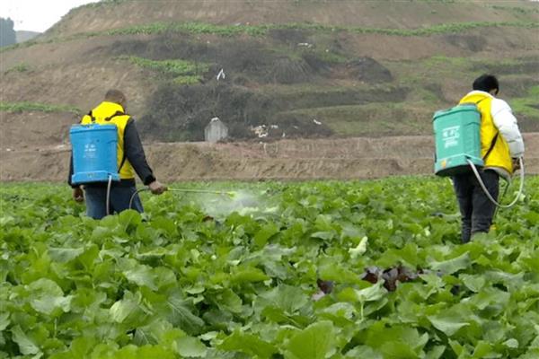 绿色食品的施肥原则，在确保营养供应的基础上减少化肥的用量