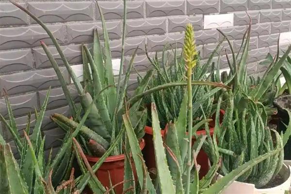 芦荟会开花吗，芦荟会开花