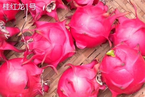 火龙果有什么好品种,金都1号、美龙1号等品种具有良好的品质