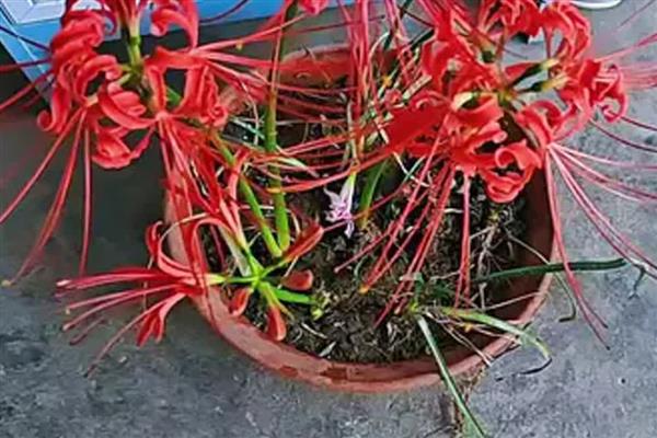 彼岸花如何种植,每隔5天左右浇一次水