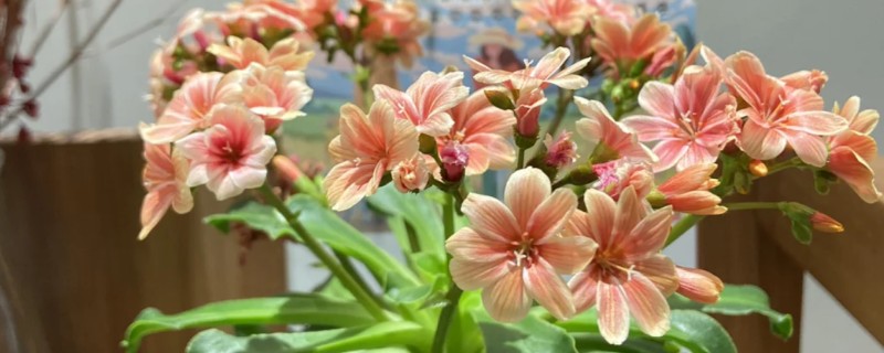 露薇花是多年生吗，露薇花是多年生