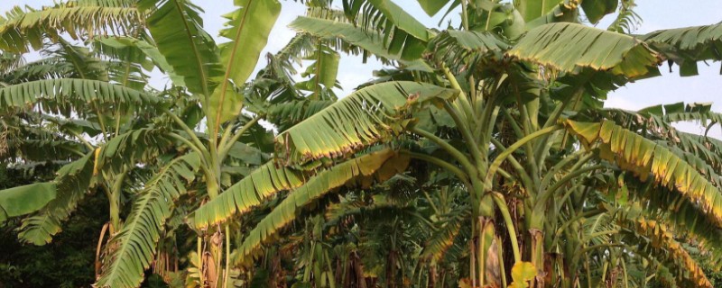 香蕉叶斑病的发病症状，发病时叶片出现线条状的病斑