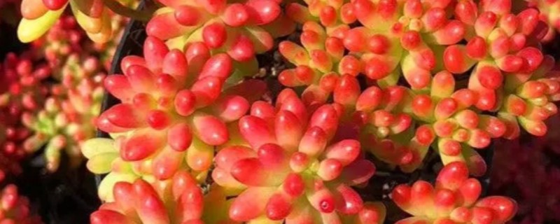 怎么养虹之玉，要先保证给予它足量的阳光