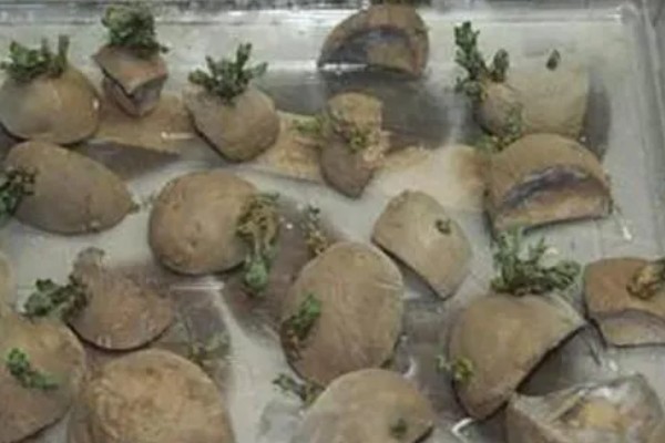 春马铃薯怎么催芽，可采用以下3种方法