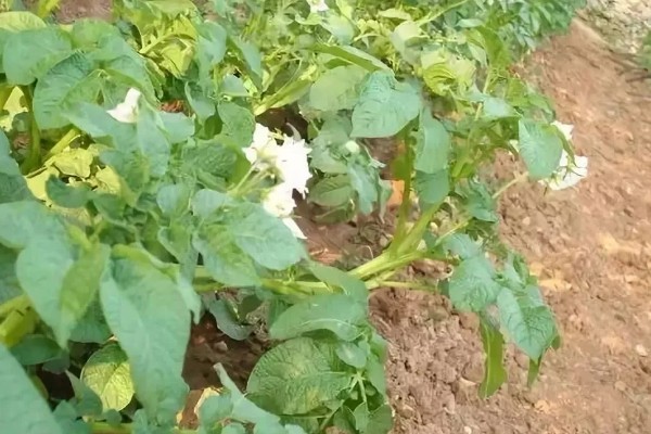 春马铃薯怎么催芽，可采用以下3种方法