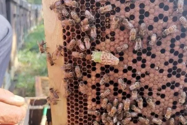 自然分蜂的征兆，蜂群中会出现大量雄蜂房