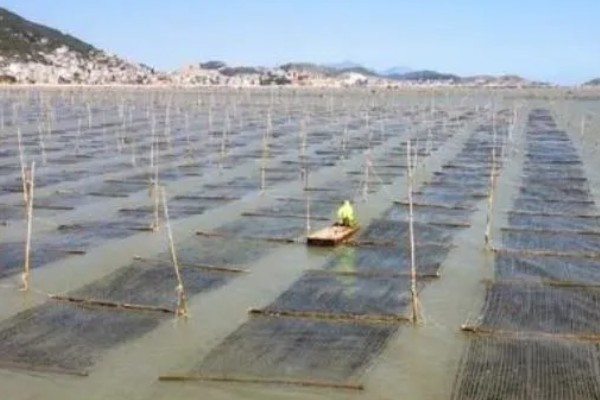 海山紫菜的产地,产于广东省海山镇