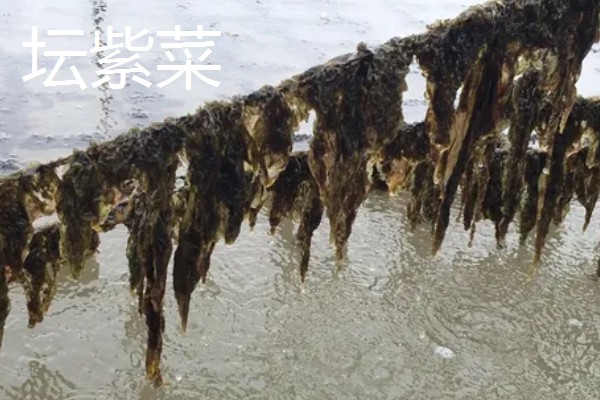 海山紫菜的产地,产于广东省海山镇